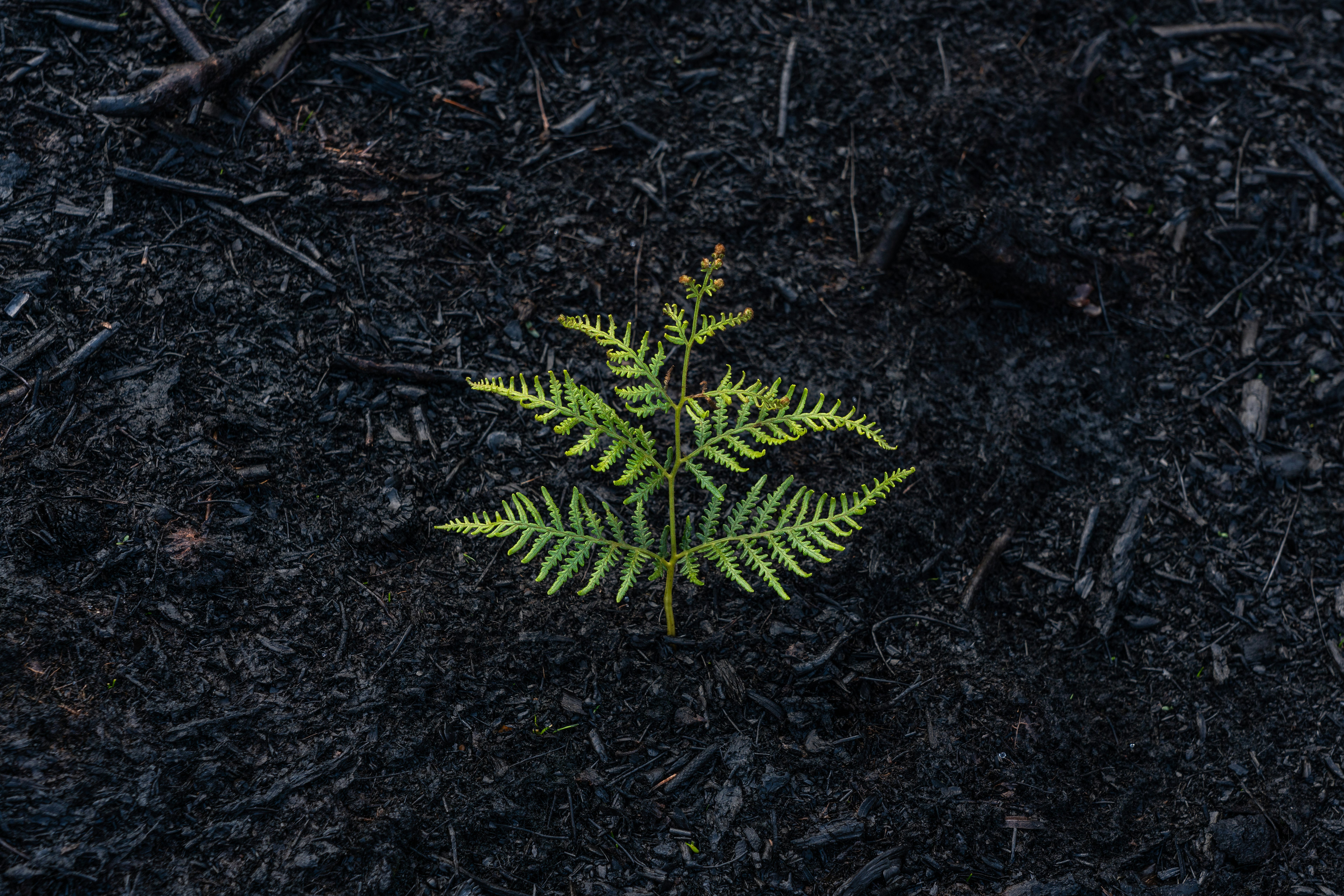 green fern plant on ground